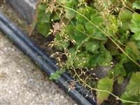 Гейхера американская – Heuchera americana L.