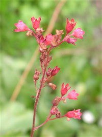 Гейхера кроваво-красная – Heuchera sanguinea Engelm (1)