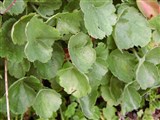 Гейхера кроваво-красная – Heuchera sanguinea Engelm (2)