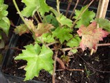 Гейхера мелкоцветковая – Heuchera micrantha Douglas ex Lindl. (2)