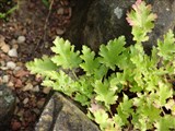 Гейхера мелкоцветковая – Heuchera micrantha Douglas ex Lindl. (3)
