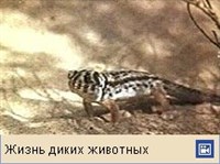 Гекконы (сцинковый геккон)