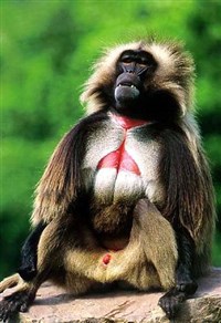 Гелада (Theropithecus gelada)