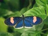 Геликониды (Heliconius erato)