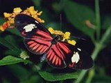 Геликониды (Heliconius melpomene)