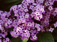 Гелиотроп древовидный, перувианский – Heliotropium arborescens L.