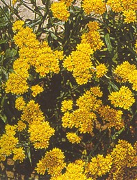 Гелиптерум Гумбольдта, Санфорда, птеропогон – Helipterum humboldianum (Gaud.) DC.