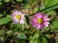 Гелиптерум Менглса, роданте, роданте Менглса – Helipterum manglesii (Lindl.) F. Muell. ex Benth.