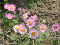 Гелиптерум розовый, агроклинум розовый – Helipterum roseum (Hook.) Benth. (1)