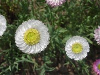 Гелиптерум щиткоцветковый – Helipterum corymbiflorum Schlecht.