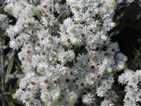Гелихризум маргаритковидный – Helichrysum bellidioides (Forst.f.) Willd.