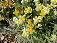 Гелихризум складчатый, анатолийский – Helichrysum plicatum D.C.
