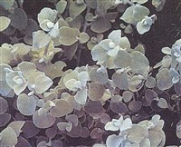 Гелихризум черешчатый – Helichrysum petiolare Hilliard & B.L.Burtt.