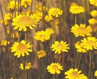 Гелихризум шилолистный – Helichrysum subulifolium F.Muell.