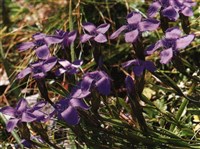 Гентианопсис оголенный – Gentianopsis detonsa (Rottb.) Ma.