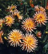 Георгина (кактусовая)