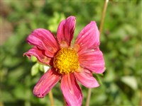 Георгина перистая – Dahlia pinnata Cav.