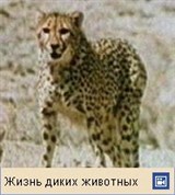 Гепард (видео)