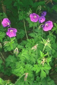 Герань (лесная)