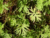 Герань Пилзовского – Geranium pylzowianum Maxim.