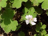 Герань Ренарда – Geranium renardii Trautv. (2)