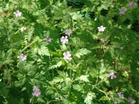 Герань Роберта – Geranium robertianum L.