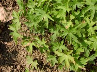 Герань Фремонти – Geranium fremontii Gray.