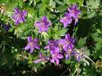 Герань болотная – Geranium palustre L.
