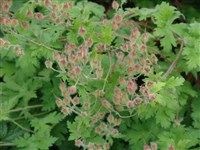 Герань великолепная – Geranium x magnificum Hylander.
