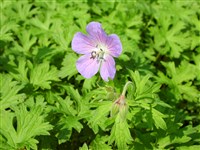 Герань гималайская, крупноцветковая, Миболда – Geranium himalayense Klotzsch.