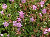 Герань далматская – Geranium dalmaticum L. (1)