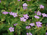 Герань жилковатая, рассеченная – Geranium nervosum Rydb.