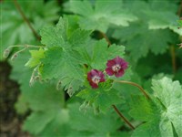 Герань красно-бурая – Geranium phaeum L.