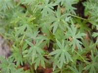 Герань кроваво-красная – Geranium sanguineum L. (1)