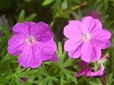 Герань кроваво-красная – Geranium sanguineum L. (2)