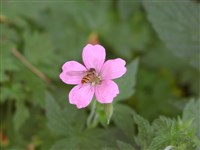 Герань крупнокорневищная – Geranium macrorrhizum L.