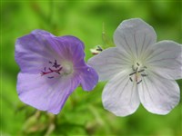 Герань луговая – Geranium pratense L.
