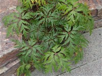 Герань мадейранская – Geranium maderense Yeo.