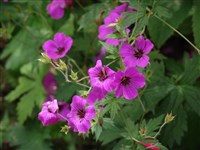 Герань мелкотычинковая – Geranium psilostemon Ledeb.