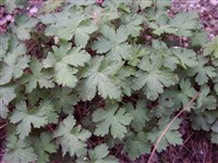 Герань оксфордская – Geranium x oxonianum Yeo.