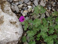 Герань пепельная – Geranium cinereum Cav.
