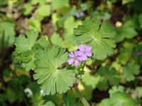 Герань плосколепестная – Geranium platypetalum Fisch. & Mey.