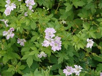 Герань разноцветная, полосатая – Geranium versicolor L.