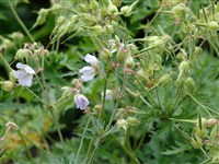 Герань рассеченная – Geranium dissectum L.