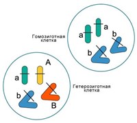 Гетерозигота (гомозигота и гетерозигота)