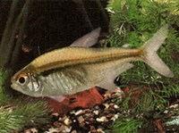 Гетерорабдус