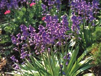 Гиацинтоидес испанский – Hyacintoides hispanica (Mill.) Roth.