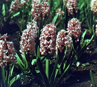 Гиацинт (род растений)