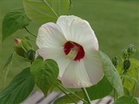 Гибискус обыкновенный, болотный – Hibiscus moscheutos L. (1)