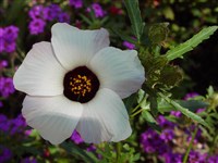 Гибискус тройчатый, африканский – Hibiscus trionum L. (1)